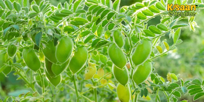 चने की पछेती किस्मों की बुवाई कर सकते है दिसंबर माह, जानिए चने की उन्नत कृषि तकनीक